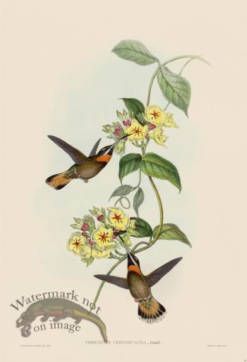 Gould Hummingbird 014